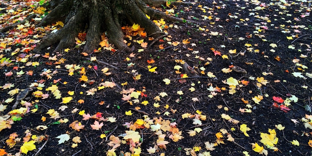 Leaves on ground below tree